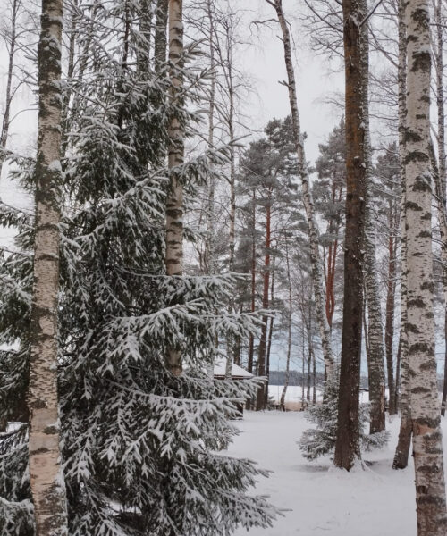 фото зимнего леса